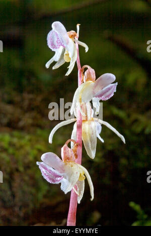 ghost orchid (Epipogium aphyllum), blossoms of the ghost orchid, Germany Stock Photo