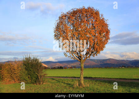 European mountain-ash, rowan tree (Sorbus aucuparia), rowan tree in autumn, Germany Stock Photo