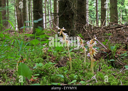 ghost orchid (Epipogium aphyllum), blossoms of the ghost orchid in a wood, Germany Stock Photo
