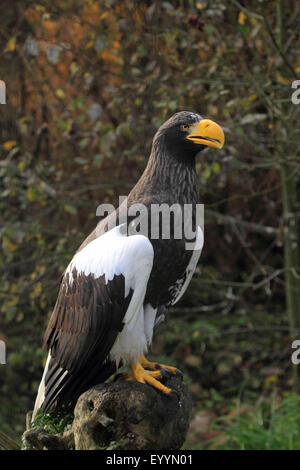 Steller's sea eagle (Haliaeetus pelagicus), on a root Stock Photo