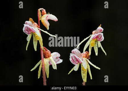 ghost orchid (Epipogium aphyllum), blossoms of the ghost orchid, black background, Germany Stock Photo