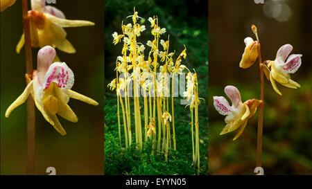 ghost orchid (Epipogium aphyllum), blossoms of the ghost orchid, blooming, triplet, Germany Stock Photo