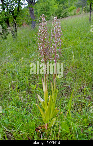 lizard orchid (Himantoglossum hircinum), inflorescenes, Germany Stock Photo