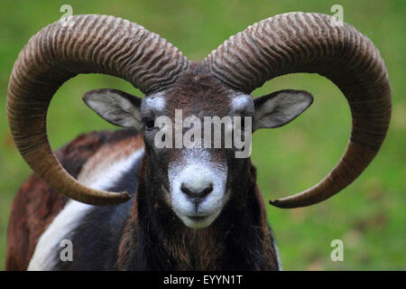 Mouflon (Ovis musimon, Ovis gmelini musimon, Ovis orientalis musimon), portrait, male Stock Photo