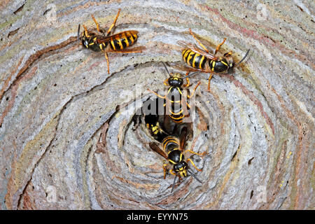 Saxon wasp (Dolichovespula saxonica, Vespula saxonica), entrance of a wasp nest with Saxon wasps, Germany Stock Photo