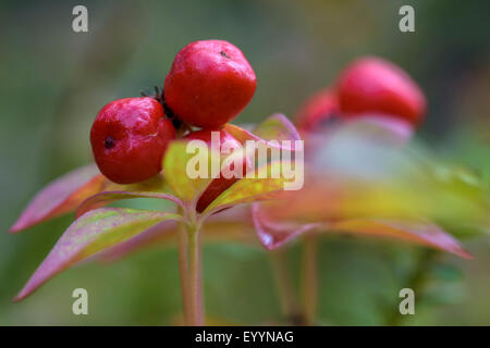 dwarf cornel, dogwood (Cornus suecica), with fruits, Finland Stock Photo