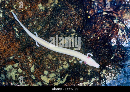 European olm, blind salamander (Proteus anguinus), on a stone under water Stock Photo