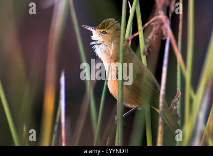 Australian Reed-Warbler (Acrocephalus australis), on reed, Australia, Western Australia Stock Photo