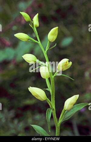 White helleborine (Cephalanthera damasonium), inflorescence, Germany Stock Photo