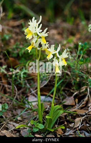 Sparsely Flowering Orchid, Sparse-flowered Orchid (Orchis pauciflora, Androrchis pauciflora), two flowering Sparsely Flowering Orchids Stock Photo