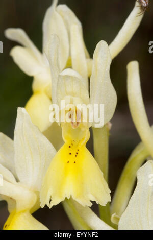 Sparsely Flowering Orchid, Sparse-flowered Orchid (Orchis pauciflora, Androrchis pauciflora), flower Stock Photo