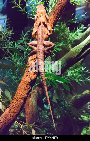 Frilled lizard, Australian frilled lizard, Frill-necked lizard, King's Lizard (Chlamydosaurus kingi, Chlamydosaurus kingii), on a branch, Australia, Western Australia Stock Photo