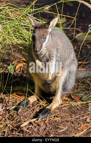 tammar wallaby, dama wallaby (Macropus eugenii), sitting, Australia, Western Australia Stock Photo
