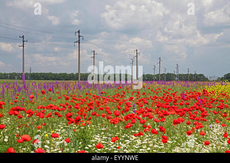 Common poppy, Corn poppy, Red poppy (Papaver rhoeas), arable field with Common poppy and rocket larkspur, Bulgaria, Balchik Stock Photo