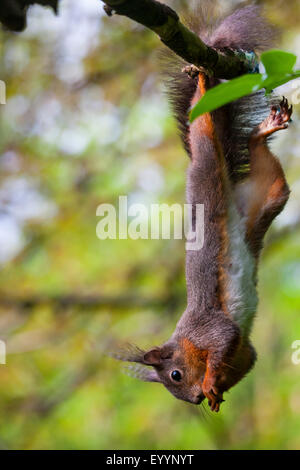 European red squirrel, Eurasian red squirrel (Sciurus vulgaris), hanging down head first at a branch and eating, Switzerland, Sankt Gallen Stock Photo