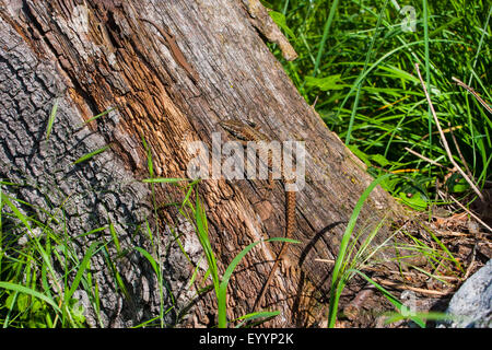 common wall lizard (Lacerta muralis, Podarcis muralis), two wall lizards sunbathing at an old tree in the early morning, Switzerland, Grisons Stock Photo
