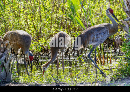 sandhill crane (Grus canadensis), couple with chick on the feed at shore, USA, Florida, Kissimmee Stock Photo