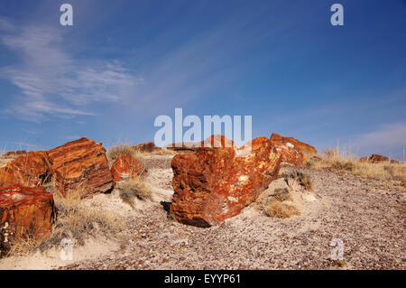 petrified logs in desert, USA, Arizona, Petrified Forest National Park Stock Photo