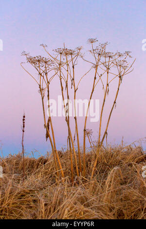 cow parsnip (Heracleum spec.), Cow Parsnip in polar night, Norway, Troms, Tromsoe Stock Photo