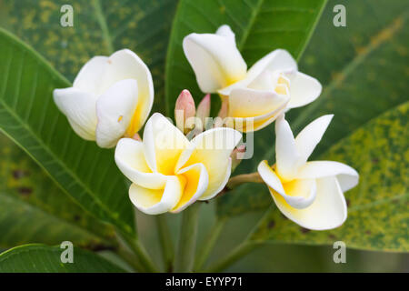 frangipani plant, nosegaytree (Plumeria alba), flowers, Singapore Stock Photo