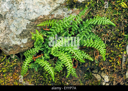 Smooth Rock Spleenwort, Smooth Rock- spleenwort (Asplenium fontanum), in a rock crevice, Germany Stock Photo
