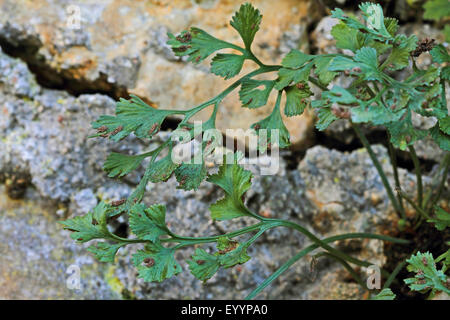 Wallrue spleenwort (Asplenium ruta-muraria), pinnate leaves, Germany Stock Photo