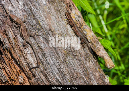 common wall lizard (Lacerta muralis, Podarcis muralis), two wall lizards sunbathing at an old tree in the early morning, Switzerland, Grisons Stock Photo