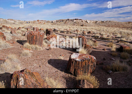 petrified logs in desert, USA, Arizona, Petrified Forest National Park Stock Photo