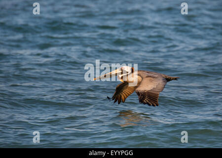 brown pelican (Pelecanus occidentalis), adult bird in flight over the water, USA, Florida, Westkueste, Tampa Stock Photo