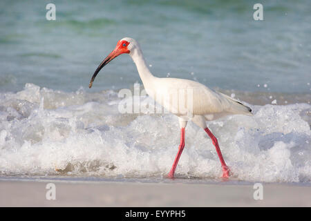 white ibis (Eudocimus albus), searching food in the drift line in front of the breaking of the waves, USA, Florida, Westkueste, Tampa Stock Photo