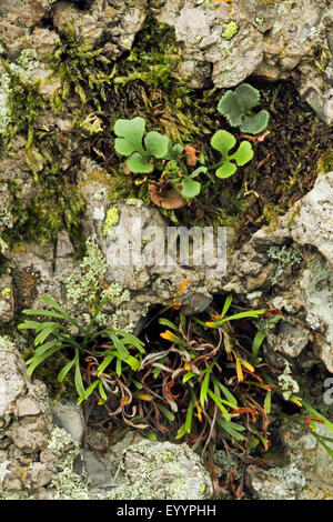 Wallrue spleenwort (Asplenium ruta-muraria), together with northern spleenwort, Asplenium septentrionale, Germany Stock Photo