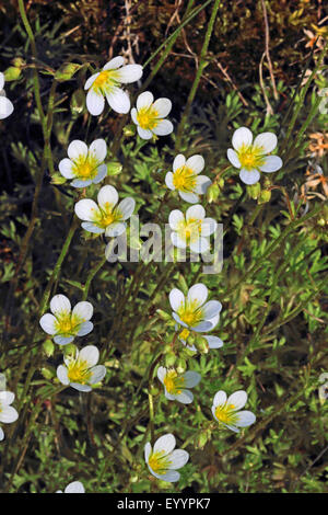 Rose Saxifrage (Saxifraga rosacea), flowering, Germany Stock Photo