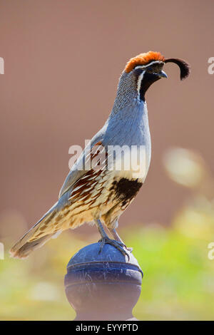 Gambel's quail  (Callipepla gambelii fulvipectus), male, USA, Arizona Stock Photo