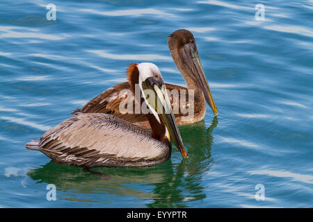 brown pelican (Pelecanus occidentalis), swimming young and adult bird, USA, Florida, Westkueste, Tampa