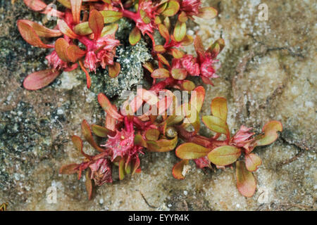 Spatulaleaf loosestrife, Water purslane (Lythrum portula, Peplis portula), blooming, Germany Stock Photo