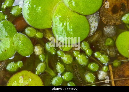 Rootless duckweed (Wolffia arrhiza, Lemna arrhiza), among other duckweed, Germany Stock Photo