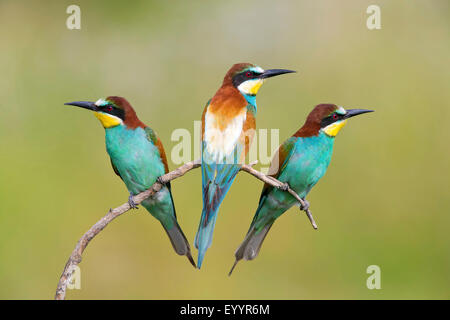 European bee eater (Merops apiaster), three bee eaters sitting together on a lookout, Switzerland, Valais Stock Photo