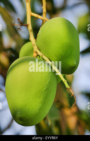 mango tree (Mangifera indica), immature fruits on a tree, Thailand, Chiang Rai Stock Photo