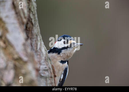 Great spotted woodpecker (Picoides major, Dendrocopos major), male searching food at a tree trunk, Germany Stock Photo