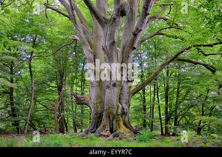 common beech (Fagus sylvatica), old beech in ancient forest Sababurg, Germany, Hesse, Reinhardswald Stock Photo
