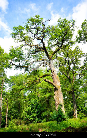 common oak, pedunculate oak, English oak (Quercus robur), old oak in ancient forest Sababurg, Germany, Hesse, Reinhardswald Stock Photo