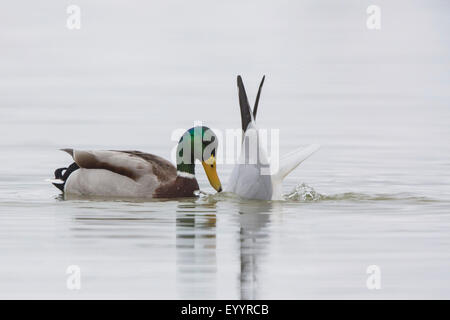 mallard (Anas platyrhynchos), drake watching a feeding from the bottom black-headed gull, Germany, Bavaria, Lake Chiemsee Stock Photo