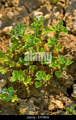 parsley piert (Aphanes arvensis), Germany Stock Photo