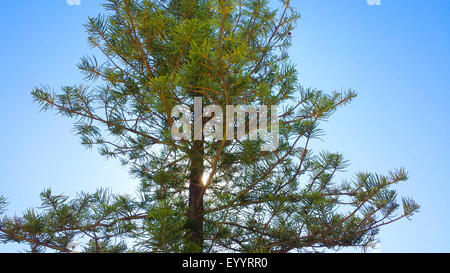 Norfolk Island Pine (Araucaria heterophylla, Araucaria excelsa), Spain, Balearen, Majorca Stock Photo