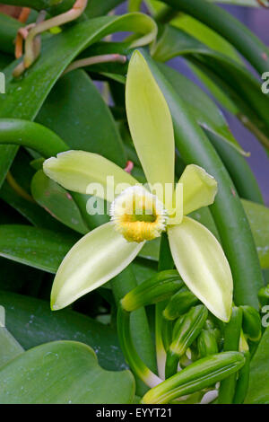 vanilla (Vanilla planifolia), flower Stock Photo