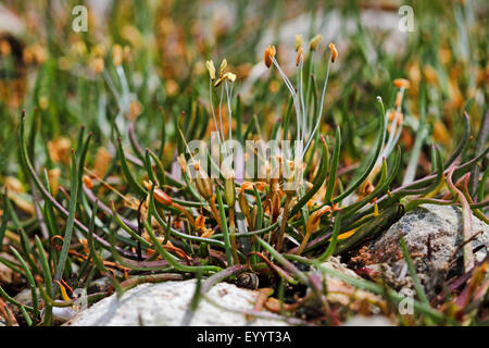Shoreweed, American Shore-Grass, American Shoreweed (Littorella uniflora, Plantago uniflora), blooming, Germany Stock Photo
