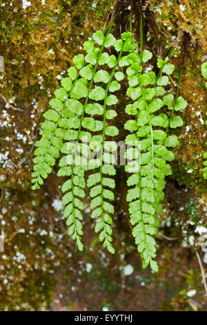 Green spleenwort (Asplenium viride), Germany Stock Photo