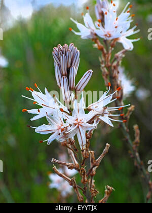 Summer asphodel, Common asphodel, Tall asphodel (Asphodelus aestivus, Asphodelus microcarpus), inflorescence, Italy, Sardegna Stock Photo