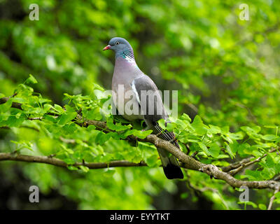 wood pigeon (Columba palumbus), sits on a branch, Germany, Saxony Stock Photo