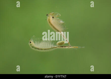 Macrocrustacean, Anostraca (Branchinecta orientalis), male and female Stock Photo